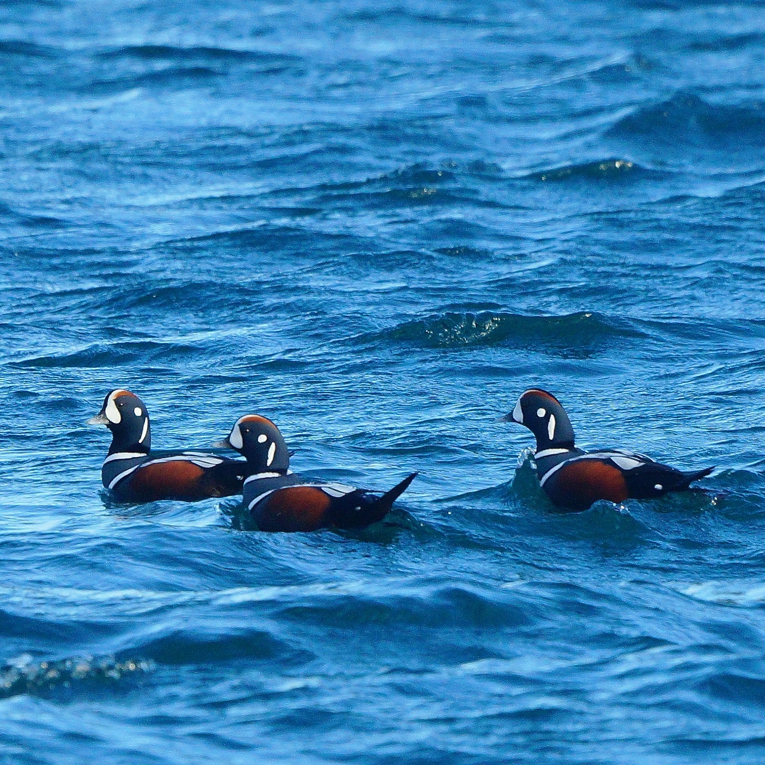 Photo of Harlequin Duck at 福島県いわき市 by Suzunori