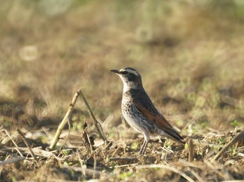 2019年12月14日(土) 相模川の野鳥観察記録