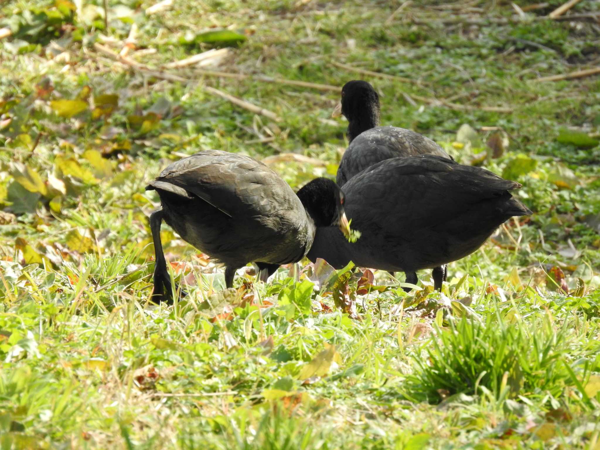 東京港野鳥公園 オオバンの写真 by TK2