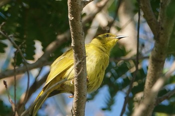 Yellow Honeyeater Iron Range National Park Fri, 10/11/2019