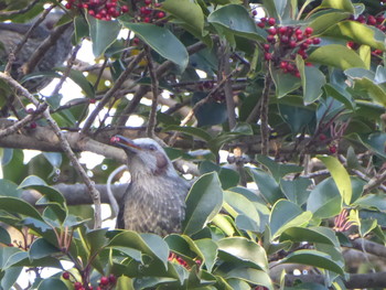 2019年12月15日(日) 葛西臨海公園の野鳥観察記録