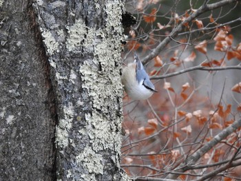 Eurasian Nuthatch 中禅寺湖 Sat, 12/7/2019