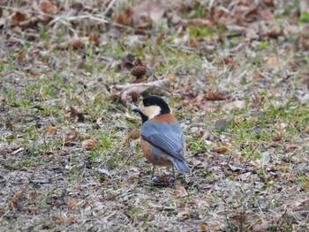 2019年12月7日(土) 中禅寺湖の野鳥観察記録