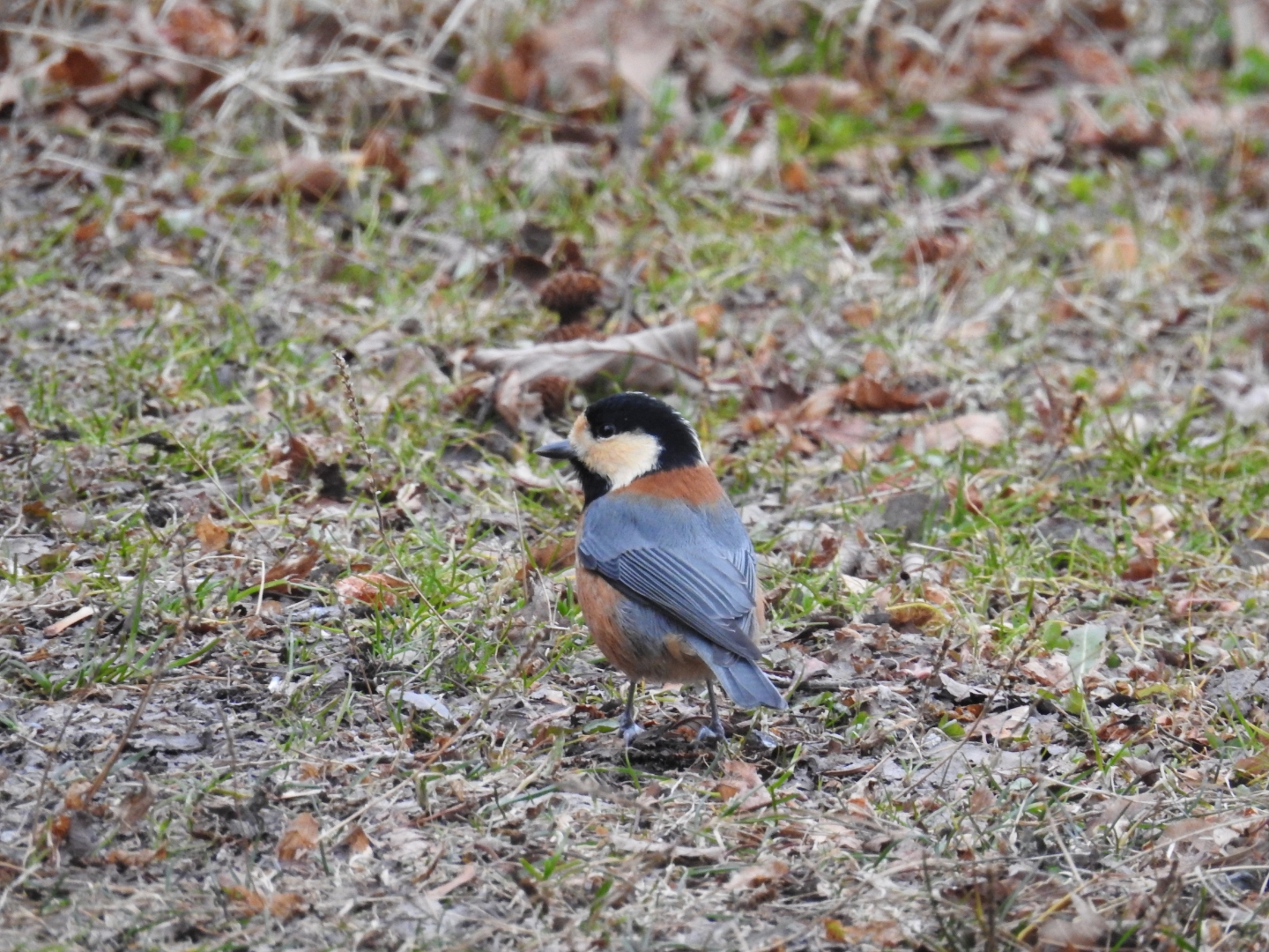 Photo of Varied Tit at 中禅寺湖 by めぐ