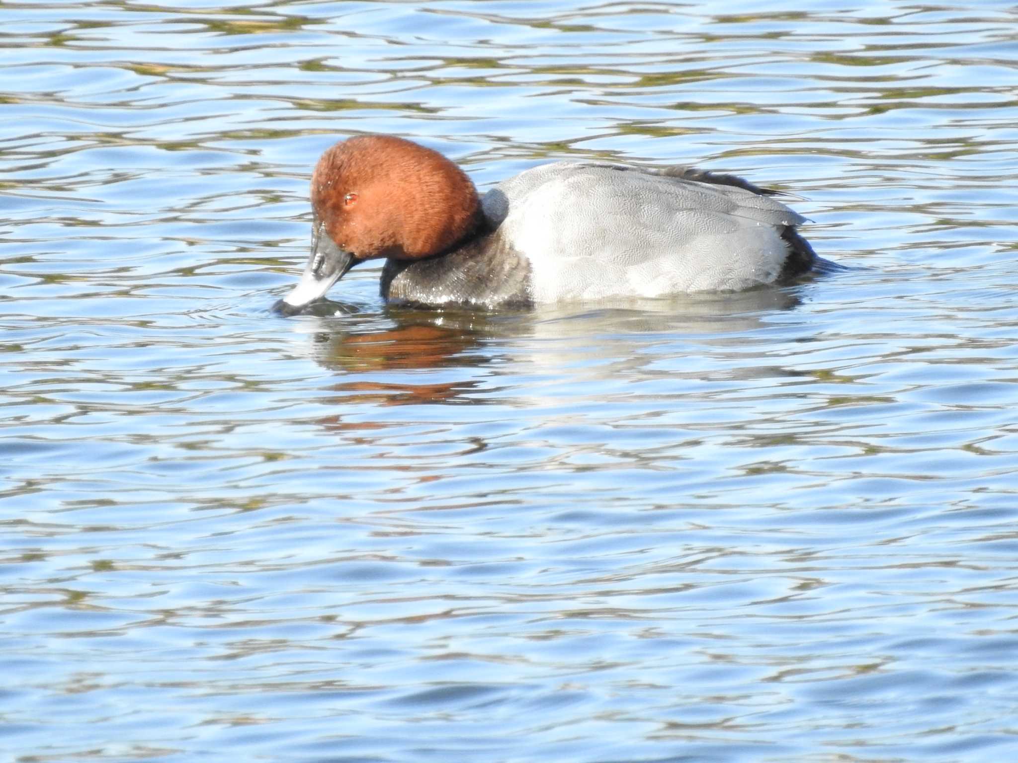 東京港野鳥公園 ホシハジロの写真 by TK2