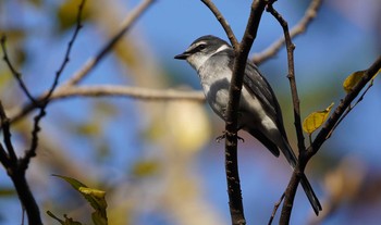 Ryukyu Minivet 東京都多摩地域 Mon, 12/16/2019