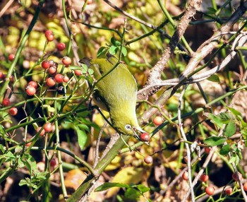 Warbling White-eye 清川村 Mon, 12/16/2019