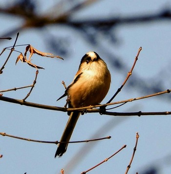 Long-tailed Tit 清川村 Mon, 12/16/2019