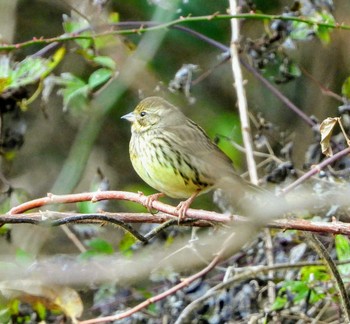 Masked Bunting 清川村 Mon, 12/16/2019