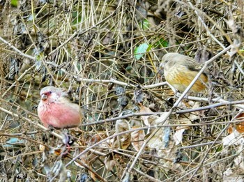 Siberian Long-tailed Rosefinch 清川村 Mon, 12/16/2019