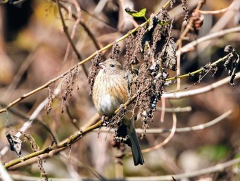 Siberian Long-tailed Rosefinch 清川村 Mon, 12/16/2019