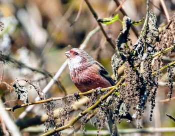 Siberian Long-tailed Rosefinch 清川村 Mon, 12/16/2019