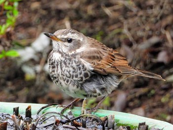 Dusky Thrush 権現山(弘法山公園) Sat, 12/7/2019