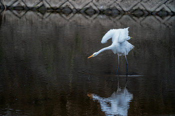 Great Egret 山口県下関市 Sun, 12/1/2019