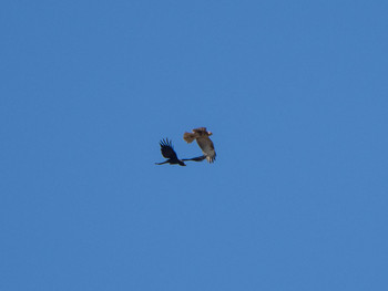 Eastern Buzzard 芝川第一調節池(芝川貯水池) Sun, 12/8/2019