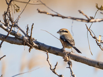 Bull-headed Shrike 芝川第一調節池(芝川貯水池) Sun, 12/8/2019