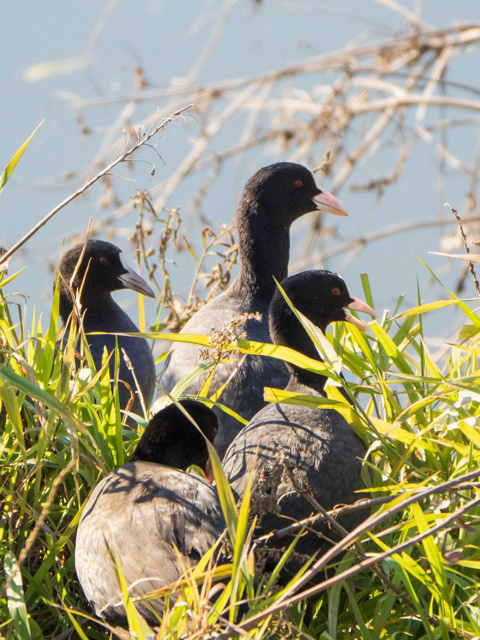 Photo of Eurasian Coot at 芝川第一調節池(芝川貯水池) by ryokawameister