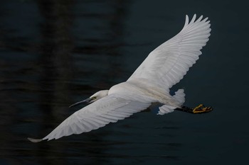 Little Egret 天満大池 Mon, 12/9/2019