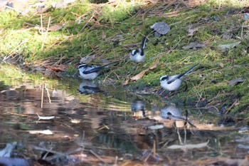 エナガ 箕面山 2019年12月16日(月)