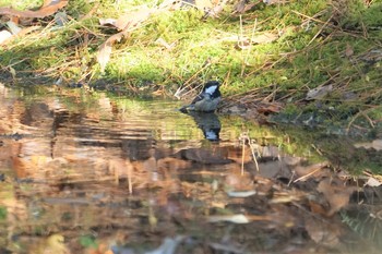 ヒガラ 箕面山 2019年12月16日(月)