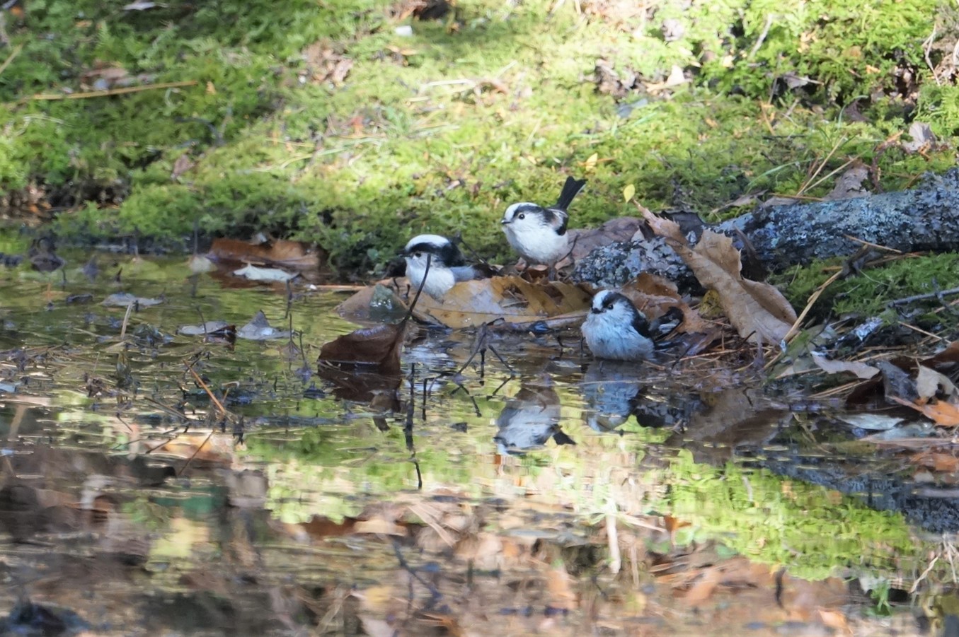 Photo of Long-tailed Tit at 箕面山 by マル