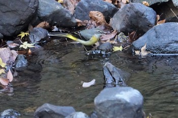 Grey Wagtail 箕面山 Mon, 12/16/2019