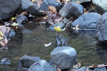 Grey Wagtail 箕面山 Mon, 12/16/2019