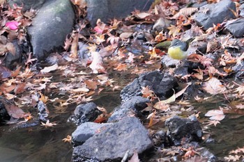 Grey Wagtail 箕面山 Mon, 12/16/2019