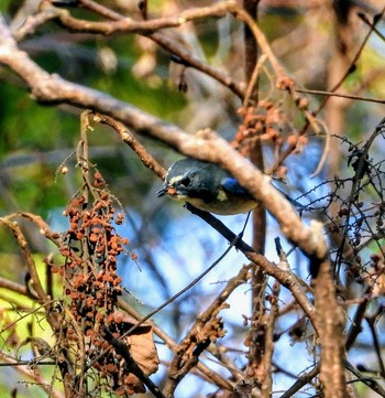 Red-flanked Bluetail 清川村 Mon, 12/16/2019