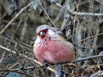 Siberian Long-tailed Rosefinch 清川村 Mon, 12/16/2019