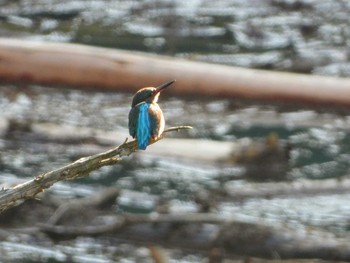 Common Kingfisher 清川村 Mon, 12/16/2019