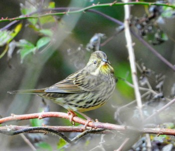 Masked Bunting 清川村 Mon, 12/16/2019