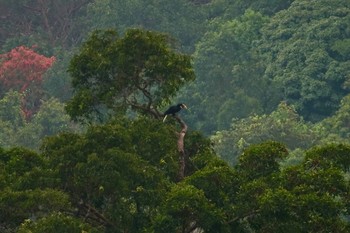 Wreathed Hornbill Langkawi Island(General Area) Sun, 11/24/2019