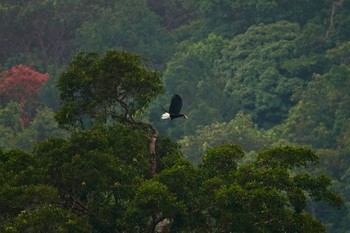 Wreathed Hornbill Langkawi Island(General Area) Sun, 11/24/2019