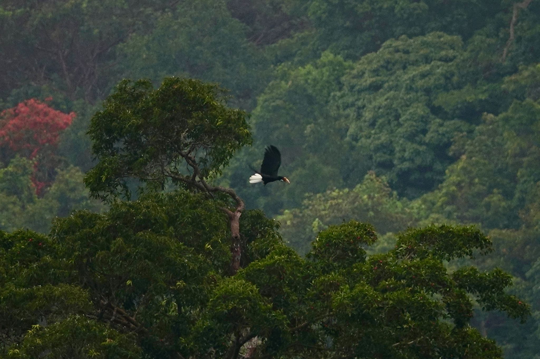 Wreathed Hornbill