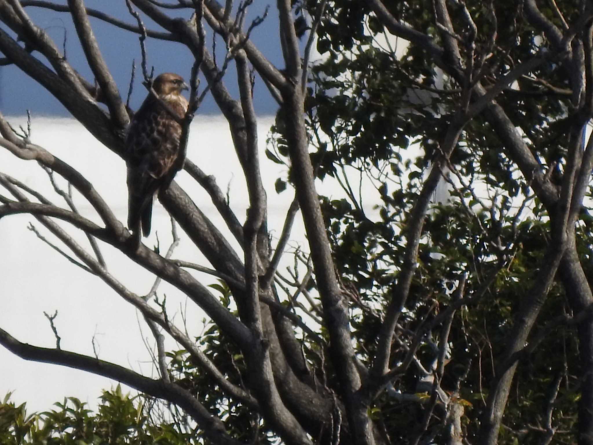 東京港野鳥公園 ノスリの写真 by TK2