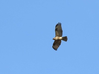 2019年12月15日(日) 東京港野鳥公園の野鳥観察記録