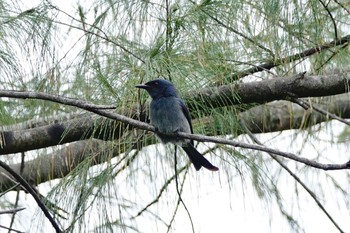 Ashy Drongo Langkawi Island(General Area) Mon, 11/25/2019