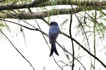 White-bellied Drongo Langkawi Island(General Area) Mon, 11/25/2019