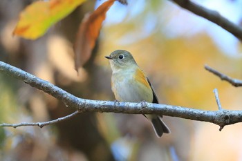 ルリビタキ 場所が不明 2019年12月14日(土)