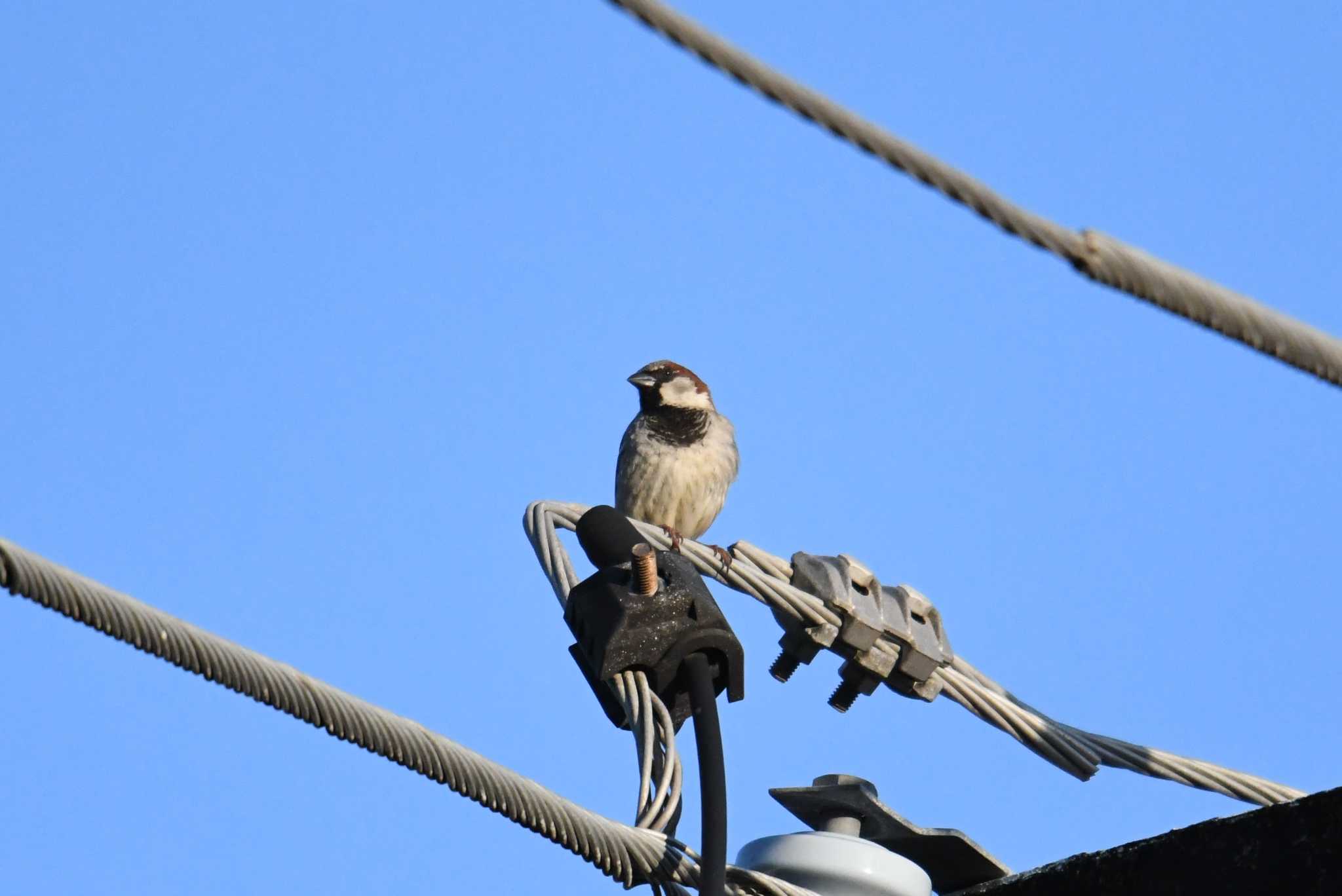 Photo of House Sparrow at ケアンズ by あひる