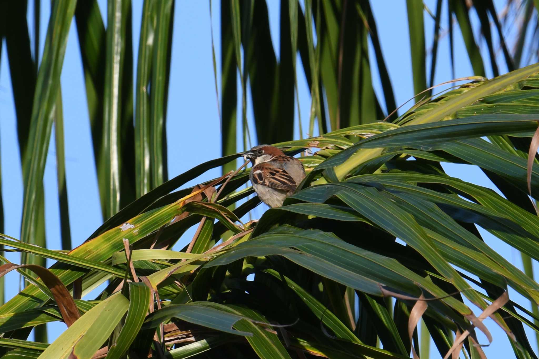 Photo of House Sparrow at ケアンズ by あひる