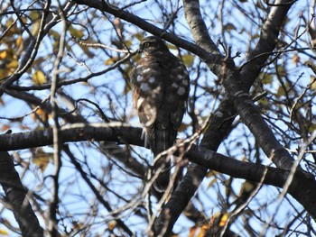 ハイタカ 東京港野鳥公園 2019年12月15日(日)