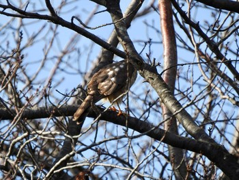 ハイタカ 東京港野鳥公園 2019年12月15日(日)