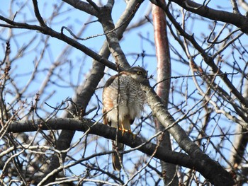 ハイタカ 東京港野鳥公園 2019年12月15日(日)