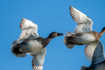 Gadwall 山口県立きらら浜自然観察公園 Sat, 11/16/2019