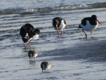 ハマシギ ふなばし三番瀬海浜公園 2019年12月15日(日)