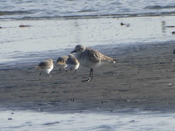 ダイゼン ふなばし三番瀬海浜公園 2019年12月15日(日)