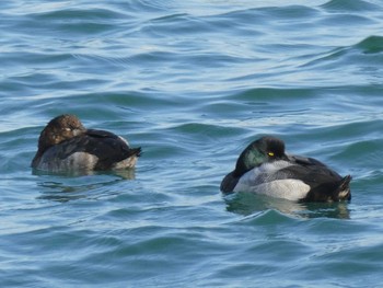 スズガモ ふなばし三番瀬海浜公園 2019年12月15日(日)