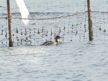 ウミアイサ ふなばし三番瀬海浜公園 2019年12月15日(日)